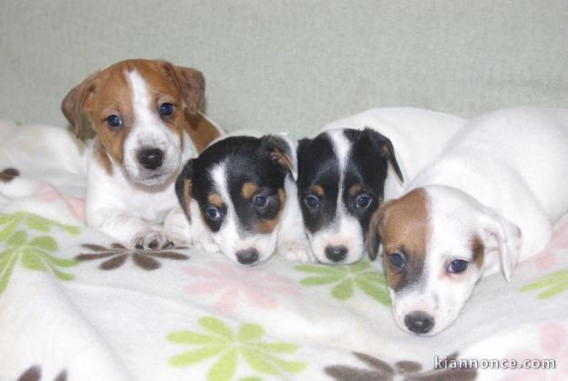 CHIOTS JACK RUSSEL A DONNER PAS A VENDRE 