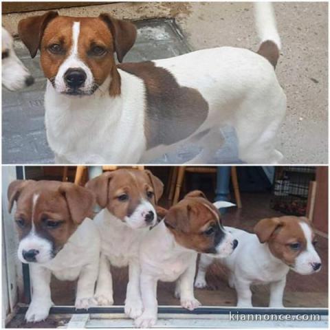 CHIOTS JACK RUSSEL A DONNER PAS A VENDRE