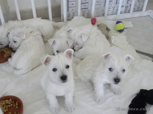 Chiots westie inscrits au lof