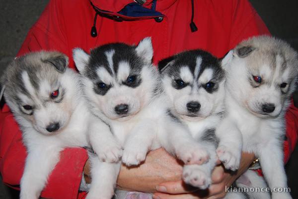 CHIOTS HUSKY A DONNER POUR BONS SOINS 