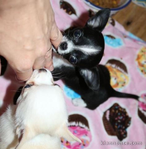 Nos chiots chihuahua recherchent une nouvelle famille