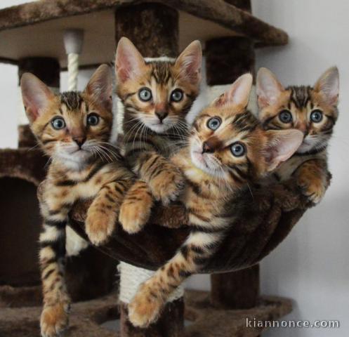 suerbes chatons bengal 