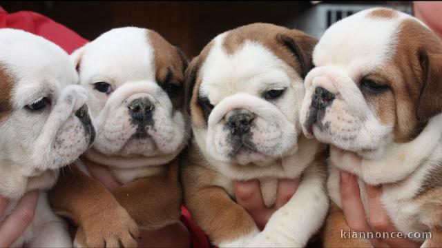 A donner Adorables 7 Chiots bouledogue anglais lof