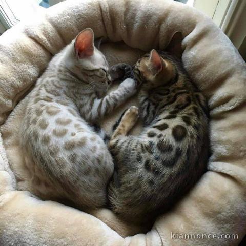 Adorables chatons bengal