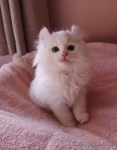 Magnifique chatons sacré de Birmanie 