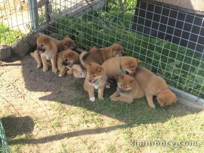 Chiots shiba inu disponibles