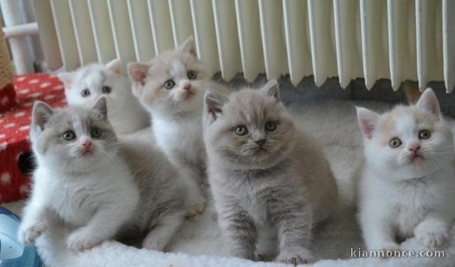 Superbes Chatons British Shortair Pure Race