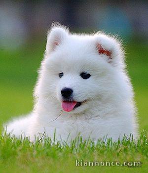 Berger blanc suisse pour bonne famille