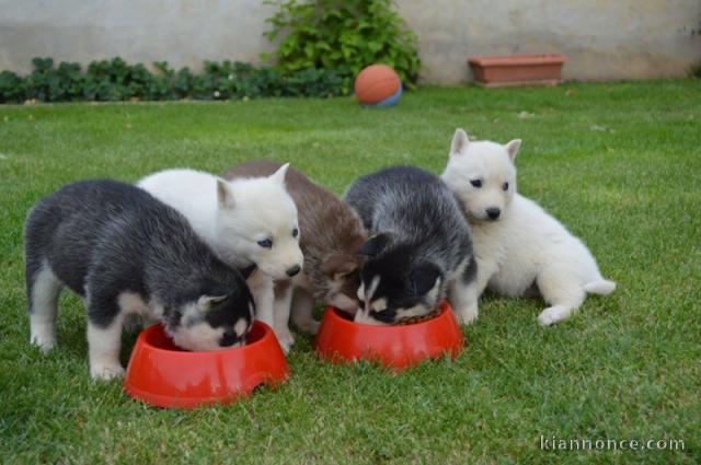 Adorable Husky Siberian Disponible