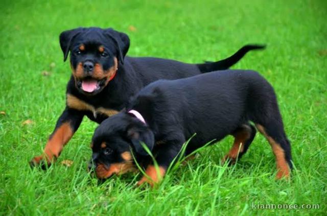 Jolie chiots rottweiler