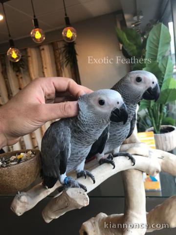Adorable perroquet gris du Gabon