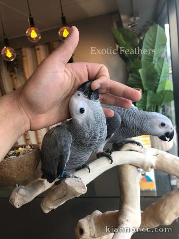 Adorable perroquet gris du Gabon