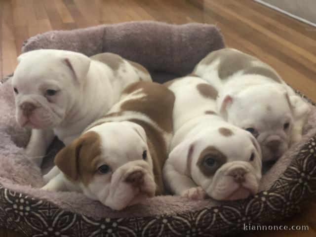 CHIOTS BOULEDOGUE ANGLAIS INSCRIT AU LOF DISPONIBLES