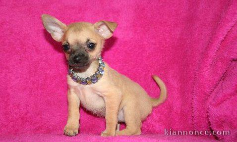 Chiots chihuahua pour bonne famille