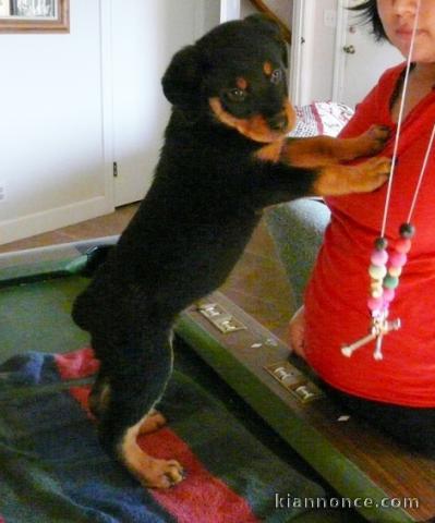 Chiots rottweiler  pour bonne maman