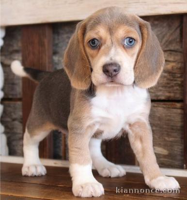 3 chiots beagles males et femelles