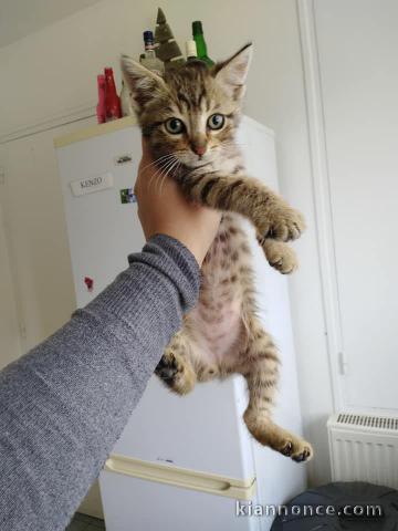 superbes chatons bengal