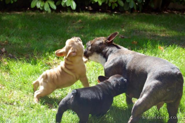 Magnifiques chiots Bouledogue français