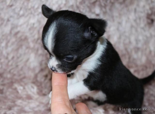 Adorables chiots chihuahua