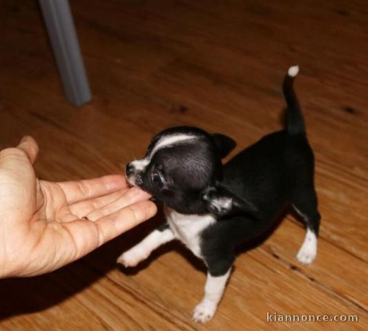 Adorables chiots chihuahua