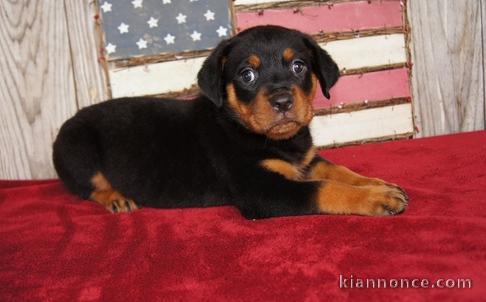 chiots Rotweiller pour bonne maison