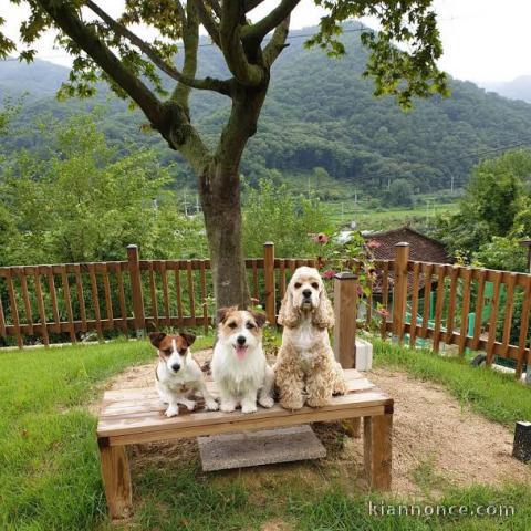 Magnifiques chiots Jack Russell