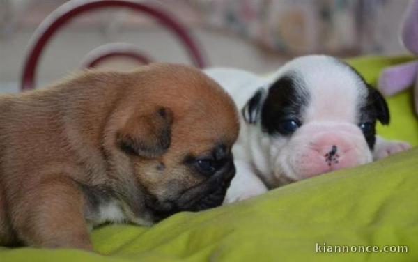 Magnifiques Bébés Bouledogues Français Pure Race