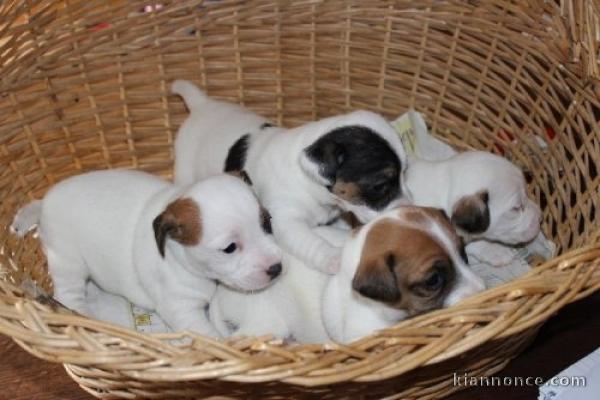 Adorables Chiots Jack Russel Pure Race