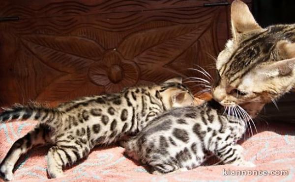 Adorables Chatons Bengal Pure Race