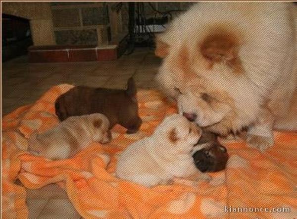 Des bébés Chow Chow Pure Race LOF