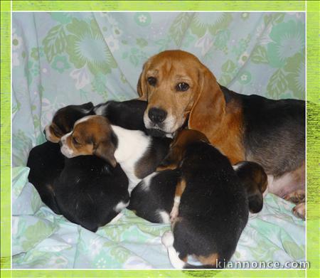 SUPERBES BB BEAGLE PURE RACE