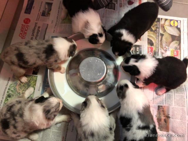 Magnifiques Chiots Berger Australien Pure Race,Grandes Lignées