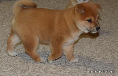 Chiots shiba inu pour bonne maison