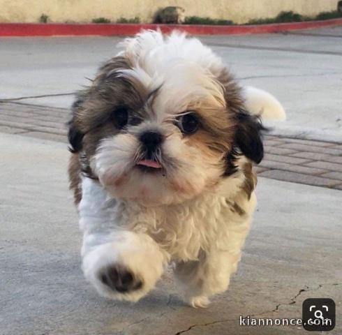 Chiots de race shih tzu lof ont trois mois,