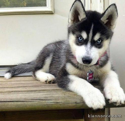 Donne en adoption superbes chiots type Husky Siberien 