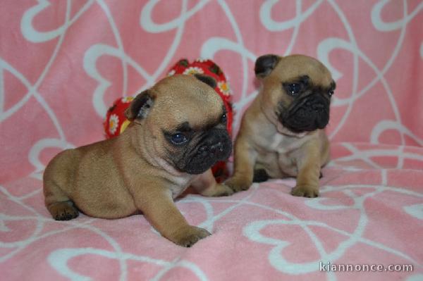 Chiots type bouledogue francais non lof