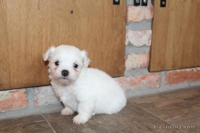 Adorables Chiots Bichon Maltais Pure Race