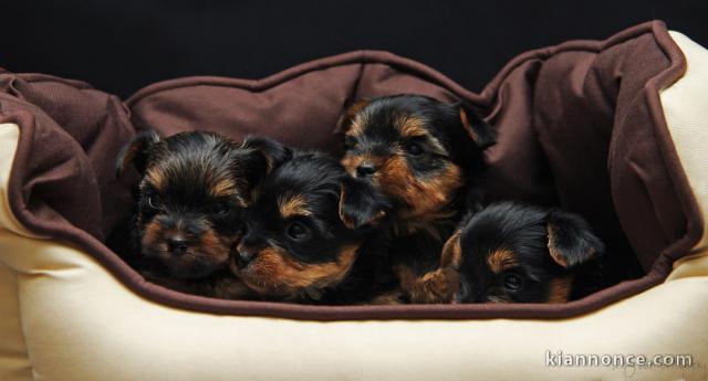 Superbes Chiots Yorkshire Terrier Pure Race