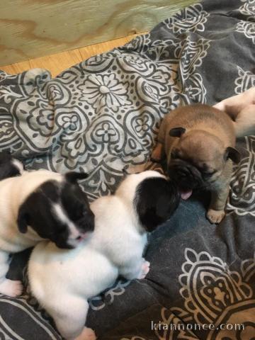 Mignons Chiots Bouledogue français 