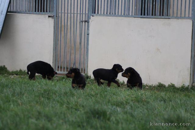 Chiots Rottweiller Pure Race LOF