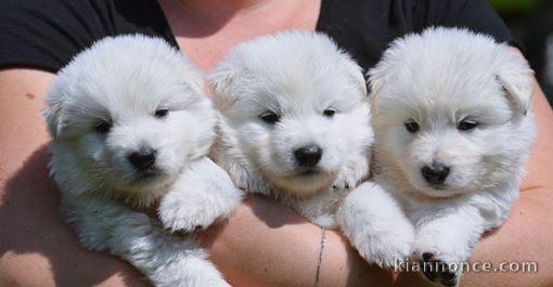 Extraordinaires Chiots Berger Blanc Suisse Pure Race