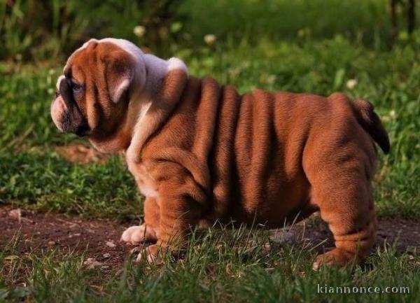 Chiots type bulldog anglais non lof