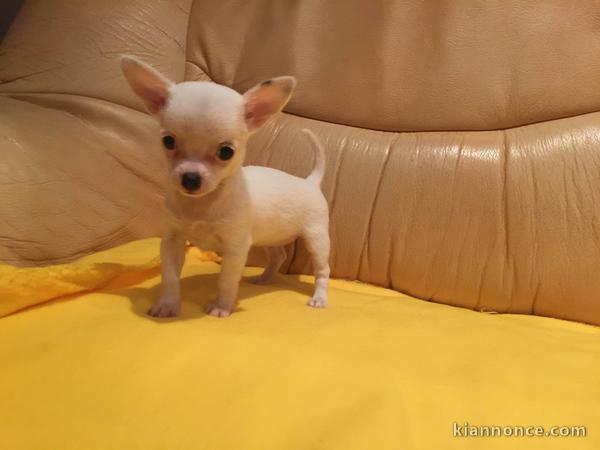 5 beaux chiots du type chihuahua, non L.O.F.