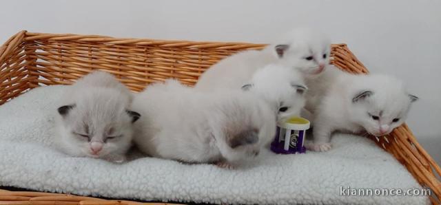 4 bébés Ragdoll nés dans une portée de huit