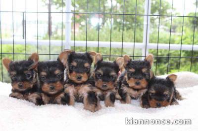 Magnifique amies chiot Yorkshire Terrier,