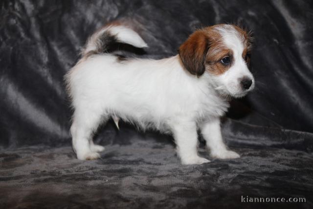 Magnifiques chiot Jack Russell terrier