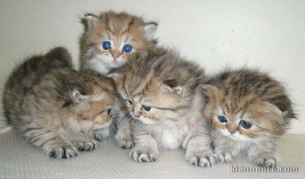 4 bébés persans golden loof