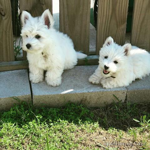 Adorables chiots westie