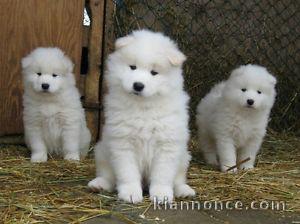 Chiots samoyede inscrits au lof