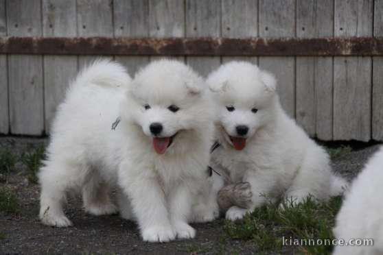 Chiots samoyede inscrits au lof a donner